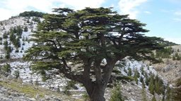 <b>2. </b>Facts about Cedars of God in Lebanon