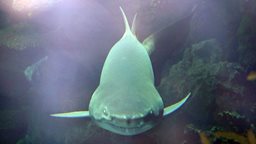 <b>5. </b>Sand Tiger shark conservation efforts: A new international achievement for TSCK