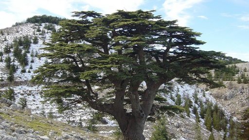 Facts about Cedars of God in Lebanon