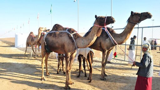 Sultan bin Zayed Heritage Festival 2018 started in Abu Dhabi.