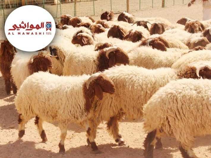 أسعار الأضاحي لعيد الأضحى المبارك من شركة المواشي